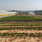 25 אורגני גרין(2)-min