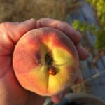 14 נחל מיצר(1)