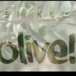 40 רוח מקדם - Olive