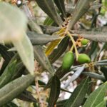 40 רוח מקדם - Olive(2)